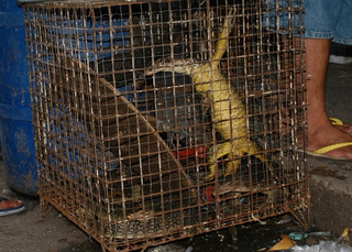 Illustration for article titled Scientists Discover Two New Species of Lizard on the Black Market